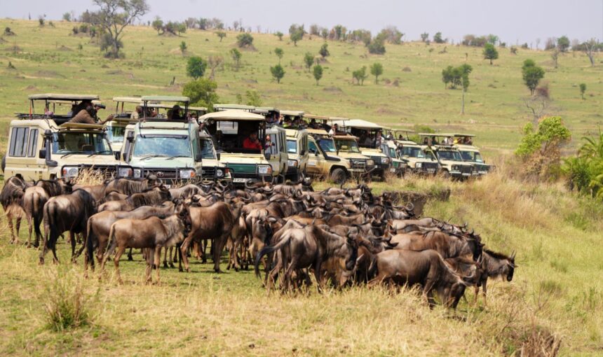 The Wildebeest Migration In Tanzania