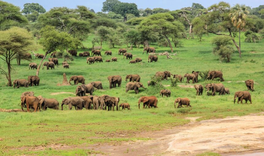 Tarangire National Park Day trip