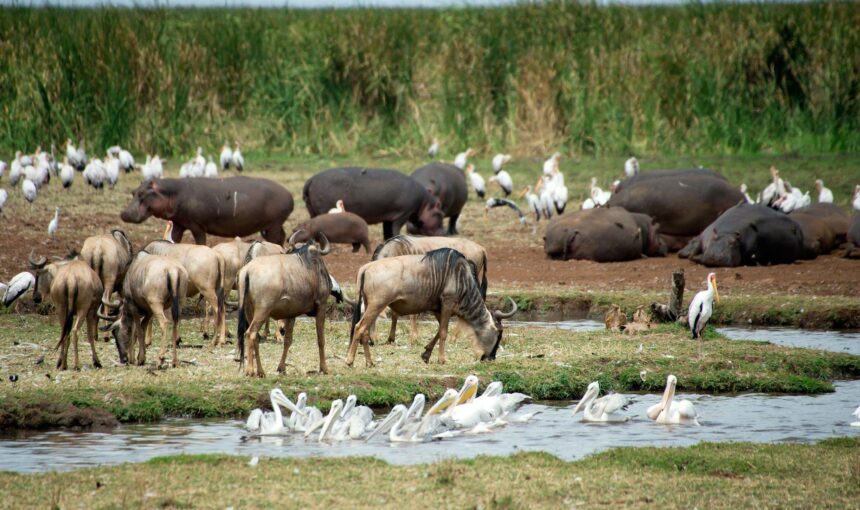 Day Trip: Lake Manyara National Park