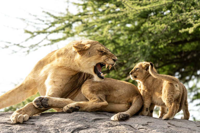 mother-and-baby-lion-at-Serengeti-NP-1024x683